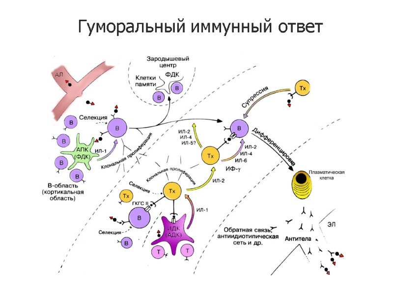 Гуморальный иммунный ответ